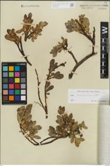 Foto von Salix kitaibeliana Willd.